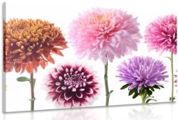 Dovido Tablou flori de dalia într-un design multicolor - 90x60