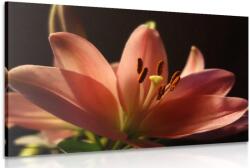 Dovido Tablou crin roz frumos pe fundalul negru - 40x30