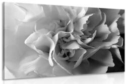 Dovido Tablou petale de garoafe alb-negru - 30x20