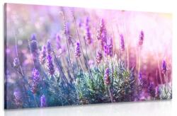 Dovido Tablou magicele flori de lavandă - 120x80
