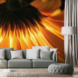 Dovido Fototapet gerbera pe fundal întunecat - 245x165