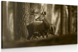 Dovido Tablou cerbul în pădure de pini în sepia - 90x60