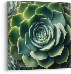 Dovido Tablou spirala perfectă a suculentei - 30x30