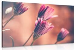 Dovido Tablou margarete firave roz - 120x80
