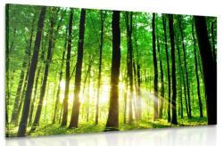 Dovido Tablou pădure verde rumedă - 120x80