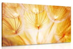 Dovido Tablou păpădie într-un design frumos - 40x30