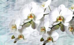 Consalnet Orchidea poszter, fotótapéta (C1-1667)
