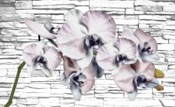 Consalnet Orchidea poszter, fotótapéta (C1-1605)