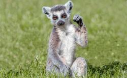 Consalnet Lemur poszter, fotótapéta (C1-3623)