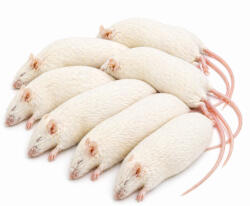  Fagyasztott egér | 9-es méret (Jumbo Adult) | 40-60 g