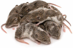  Fagyasztott sokcsecsű egér | 4-es méret (Weaned / Subadult) | 15-30 g