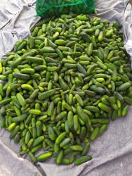  Friss Földi Uborka Kissó 1kg (ECO-GARDEN)