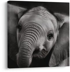 Dovido Tablou portret alb-negru al unui elefant - 30x30