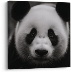 Dovido Tablou panda pe fundal negru - 30x30