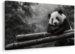 Dovido Tablou panda odihnindu-se pe bambus - 40x30