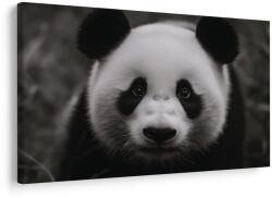Dovido Tablou panda drăgălașă în natură - 90x60