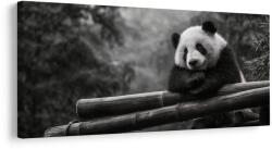 Dovido Tablou panda liniștită în natură - 140x70