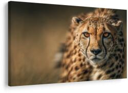Dovido Tablou eleganța ghepardului african - 30x20