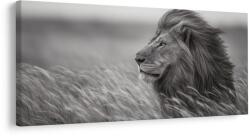 Dovido Tablou leu măreț în natură - 120x60