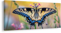 Dovido Tablou fluture colorat în natură - 100x50