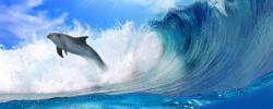 Consalnet Delfin poszter, fotótapéta (250 x 104 cm) (C1-188VEP)
