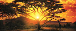 Consalnet African Sunset poszter, fotótapéta (250 x 104 cm) (C1-400VEP)