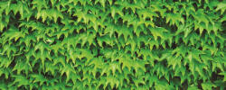 Consalnet Borostyán poszter, fotótapéta (250 x 104 cm) (C1-279VEP)