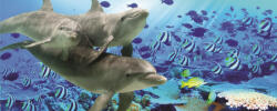 Consalnet Delfinek poszter, fotótapéta (250 x 104 cm) (C1-072VEP)