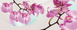 Consalnet Orchidea poszter, fotótapéta (250 x 104 cm) (C1-116VEP)