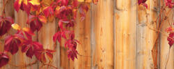 Consalnet Ivy poszter, fotótapéta (250 x 104 cm) (C1-189VEP)