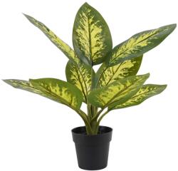 Art Galéria Dieffenbachia