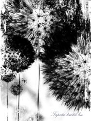 Consalnet Pitypang vlies poszter, fotótapéta (206 x 275 cm) (C1-2189VEA)