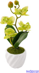  Cserepes gumi orchidea 22 cm - Zöld