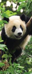 Consalnet Panda poszter, fotótapéta (91 x 211 cm) (C1-10238VET)