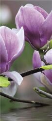 Consalnet Magnolia poszter, fotótapéta (91 x 211 cm) (C1-160VET)