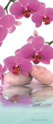 Consalnet Orchidea poszter, fotótapéta (91 x 211 cm) (C1-151VET)