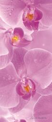 Consalnet Orchidea poszter, fotótapéta (91 x 211 cm) (C1-149VET)