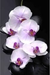 Blueback MAT Falikép Fehér orchideák kövekkel, 400 x 250 cm (BBIMG099)