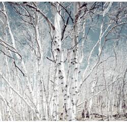Blueback MAT tapéta, Nyírerdő, 250 x 200 cm (BBIMG1419)