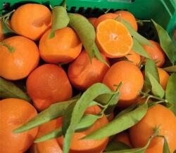  Narancs 3KG Prémium Friss Natúr 3KG Spanyolországból (POMARAŃCZE PREMIUM Z HISZPANII)