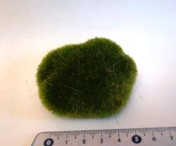 Hobbyplanet Muschi artificial decor- casute papusi diorame (M1124)