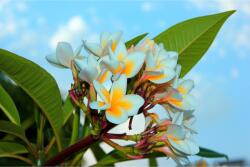 Blueback MAT Tapéta Plumeria virágok, 350 x 200 cm (BBIMG3527)