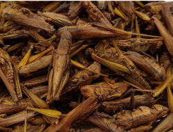 trópus Trópus Dried Grasshopper - kiegészítő eleség (szárított szöcske) rágcsálók, madarak, sünik és hüllők részére (40g) (561516)