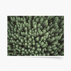 Empikfoto. ro Poster, Pădure: Woods, 80x60 - 83177