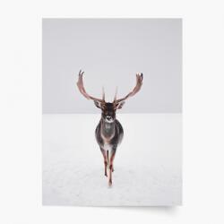 Empikfoto. ro Poster, Crăciun: Ren 1, 40x60 - 102726