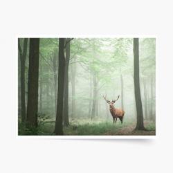 Empikfoto. ro Poster, Pădure: Deer, 100x70 - 83173