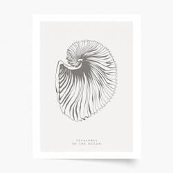 Empikfoto. ro Poster, Seashells, 40x60 - 83300