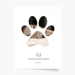 Empikfoto. ro Poster, Animalul tău de companie - pisică, 20x30 - 126492