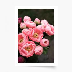 Empikfoto. ro Poster, Flori: Bujori 1, 50x70 - 82951