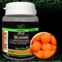 MG special carp Pop-Up Belachan 10-14mm